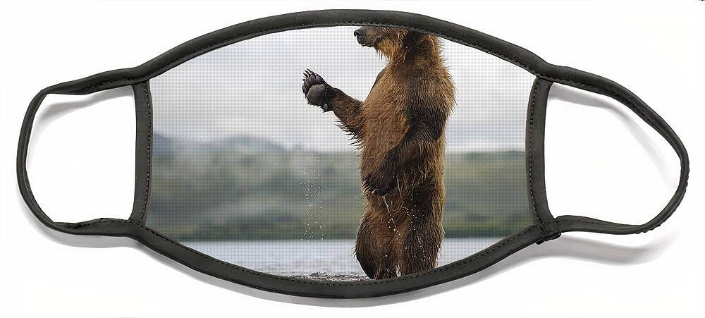 Feb0514 Face Mask featuring the photograph Brown Bear In River Kamchatka Russia #1 by Sergey Gorshkov