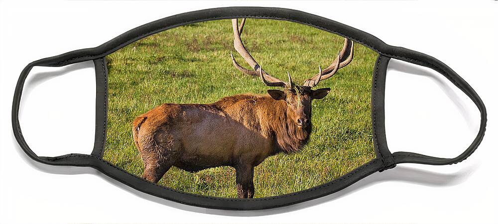7x7 Face Mask featuring the photograph Bull Elk #1 by Ronald Lutz