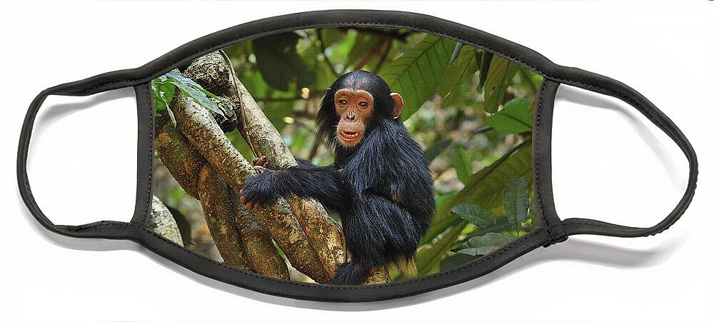 Thomas Marent Face Mask featuring the photograph Chimpanzee Baby On Liana Gombe Stream #1 by Thomas Marent