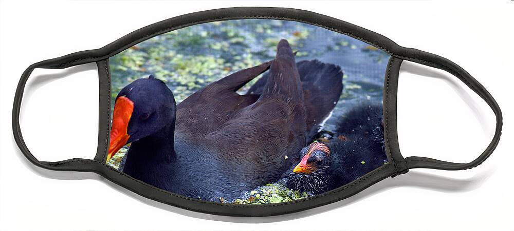 Animal Face Mask featuring the photograph Common Moorhen Mother With Chicks #1 by Mark Newman