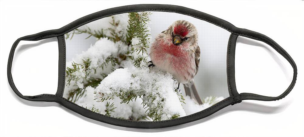 Feb0514 Face Mask featuring the photograph Common Redpoll Male Nova Scotia Canada #1 by Scott Leslie
