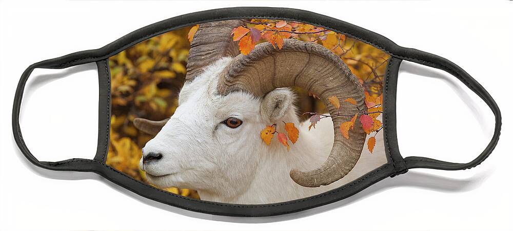 00440933 Face Mask featuring the photograph Dalls Sheep Ram in Denali by Yva Momatiuk and John Eastcott