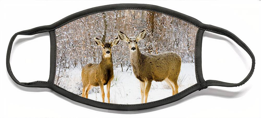 Mule Deer Face Mask featuring the photograph Deer in the Snowy Woods #1 by Steven Krull