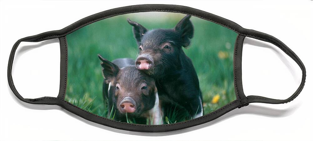 Nature Face Mask featuring the photograph Domestic Piglets by Alan Carey