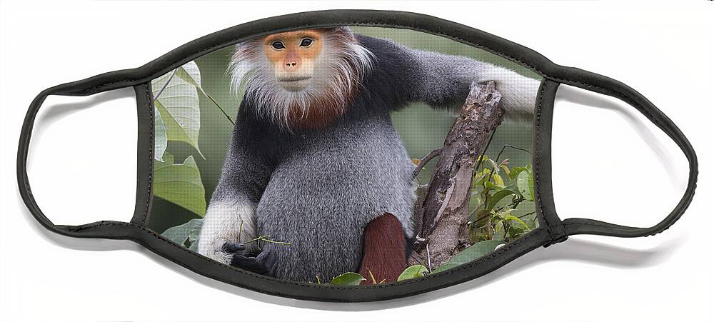 Cyril Ruoso Face Mask featuring the photograph Douc Langur Male Vietnam by Cyril Ruoso