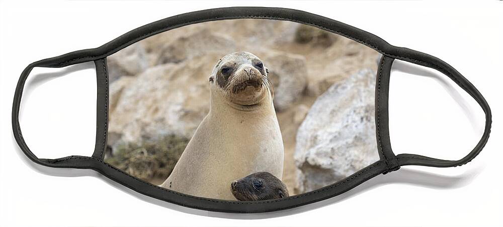 Tui De Roy Face Mask featuring the photograph Galapagos Sea Lion And Pup Champion by Tui De Roy