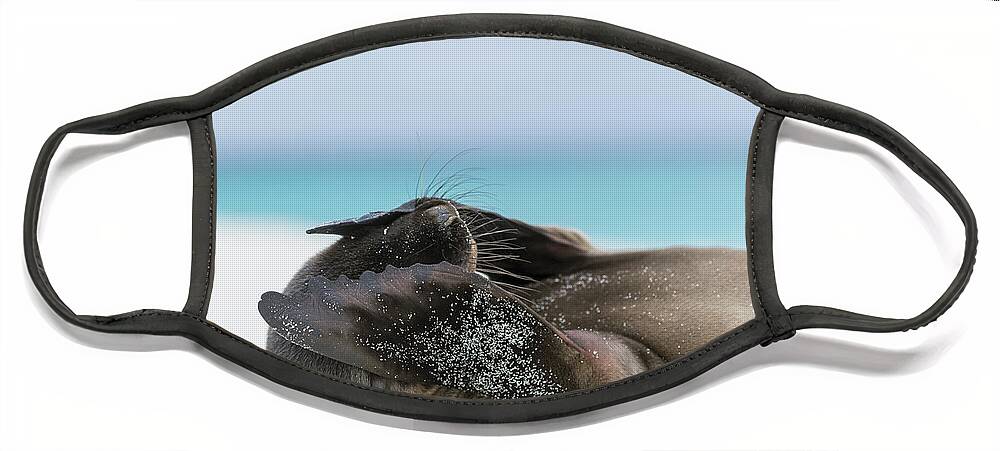 Tui De Roy Face Mask featuring the photograph Galapagos Sea Lion Pup Covering Face by Tui De Roy