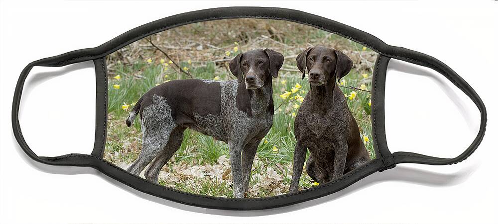 Dog Face Mask featuring the photograph German Short-haired Pointers #1 by John Daniels