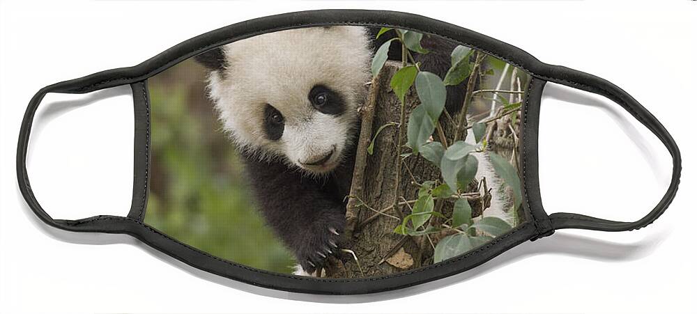 Katherine Feng Face Mask featuring the photograph Giant Panda Cub Chengdu Sichuan China by Katherine Feng