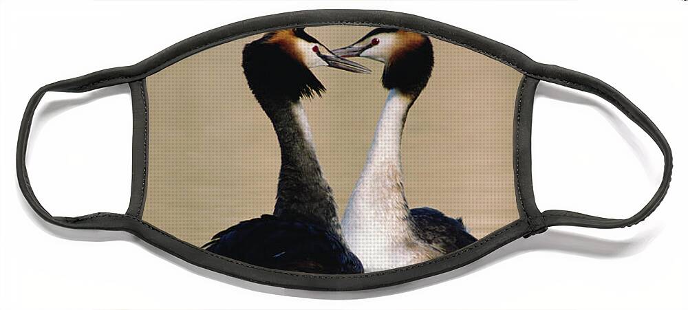 00193666 Face Mask featuring the photograph Great Crested Grebes Courting #2 by Konrad Wothe