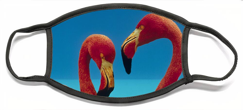 00172310 Face Mask featuring the photograph Greater Flamingo Phoenicopterus Ruber #2 by Tim Fitzharris
