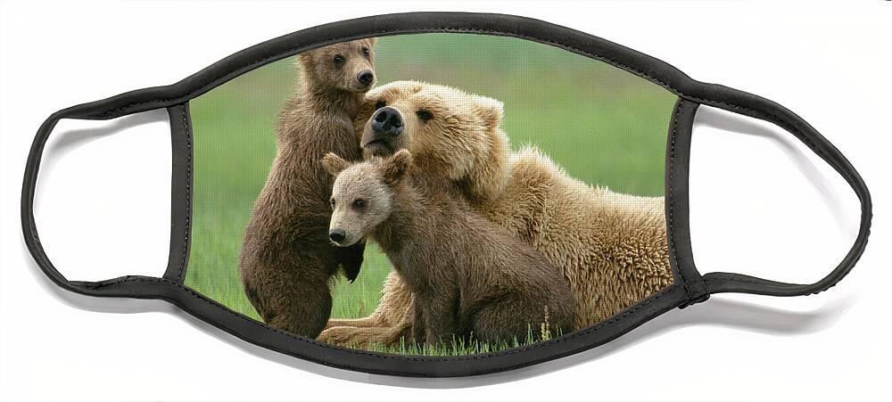 00345263 Face Mask featuring the photograph Grizzly Cubs Play With Mom by Yva Momatiuk John Eastcott