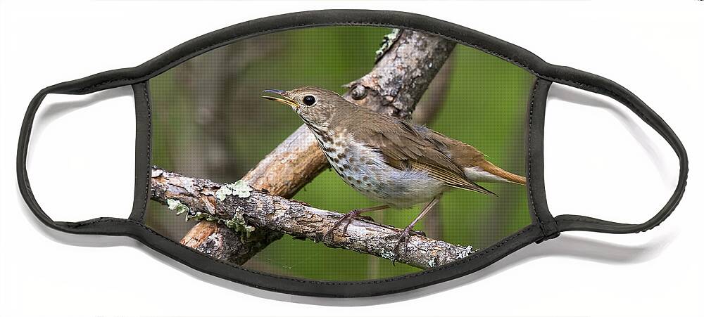 Adult Face Mask featuring the photograph Hermit Thrush #1 by Linda Arndt