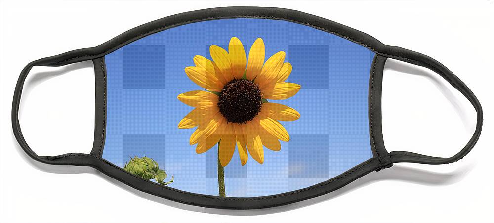 Sunflower Face Mask featuring the photograph Hey Bud by Shane Bechler