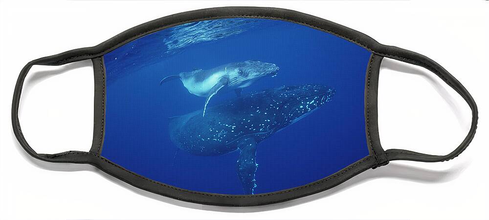 Feb0514 Face Mask featuring the photograph Humpback Whale Mother And Calf Tonga by Flip Nicklin