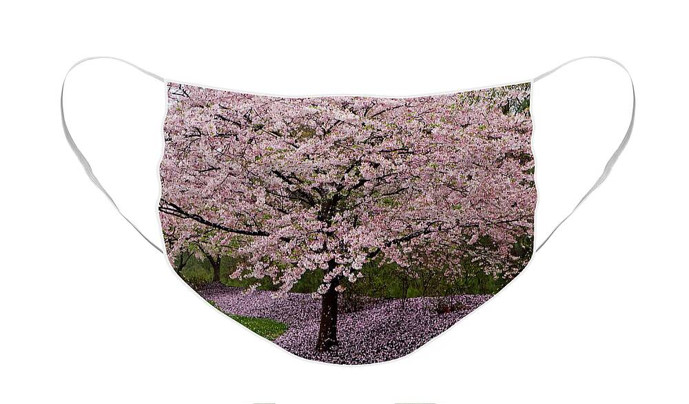 Canon Boulevard Face Mask featuring the photograph Japanese Cherry Tree #1 by Jerry Gammon