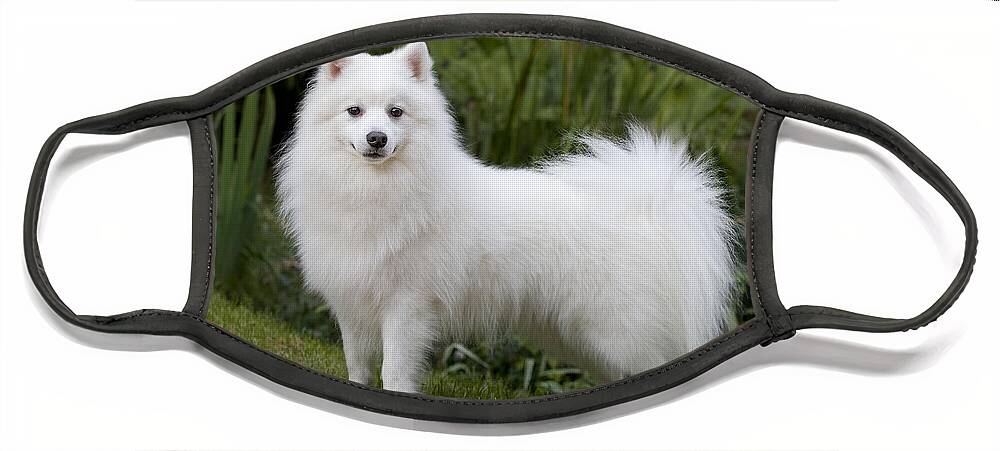 does the japanese spitz have infectious disease