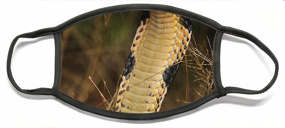 Thomas Marent Face Mask featuring the photograph King Cobra Agumbe Rainforest India #1 by Thomas Marent