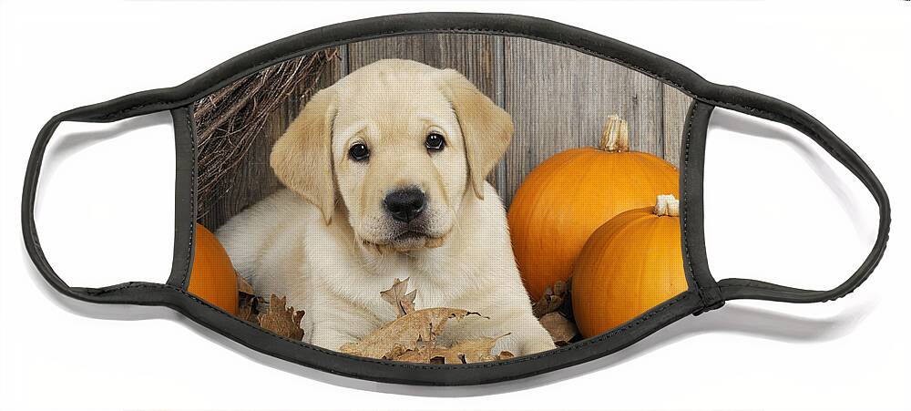 Dog Face Mask featuring the photograph Labrador Puppy With Pumpkins #1 by John Daniels