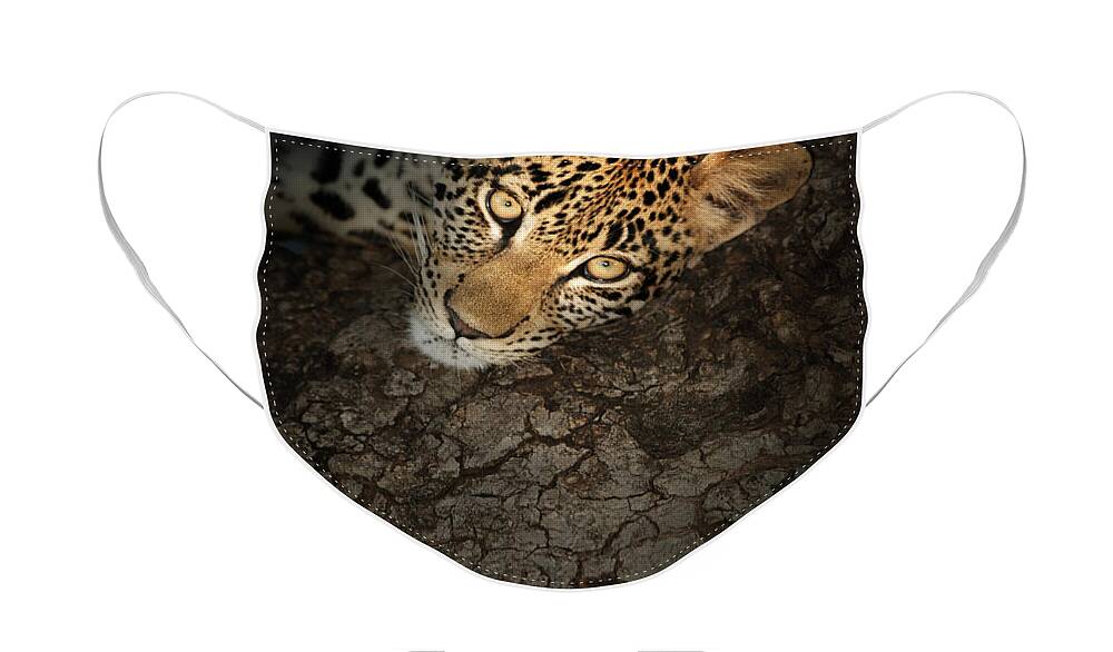 Leopard Face Mask featuring the photograph Leopard Portrait #2 by Johan Swanepoel