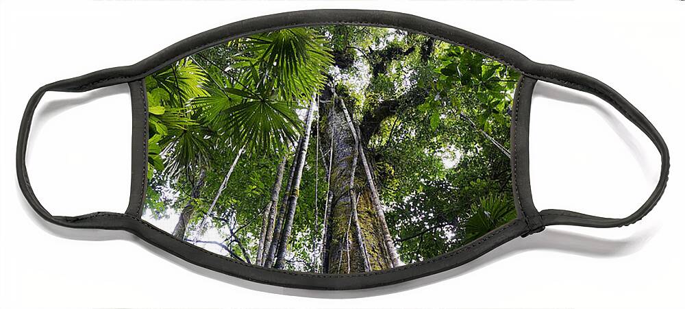 Feb0514 Face Mask featuring the photograph Looking Up To Rainforest Canopy Costa #1 by Hiroya Minakuchi