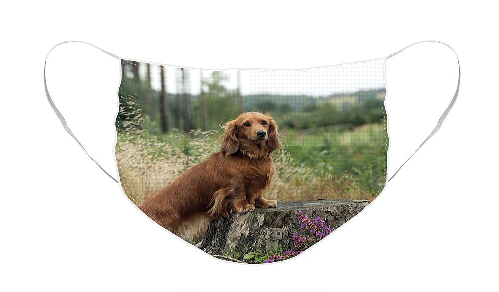 Dachshund Face Mask featuring the photograph Miniature Long-haired Dachshund #10 by John Daniels