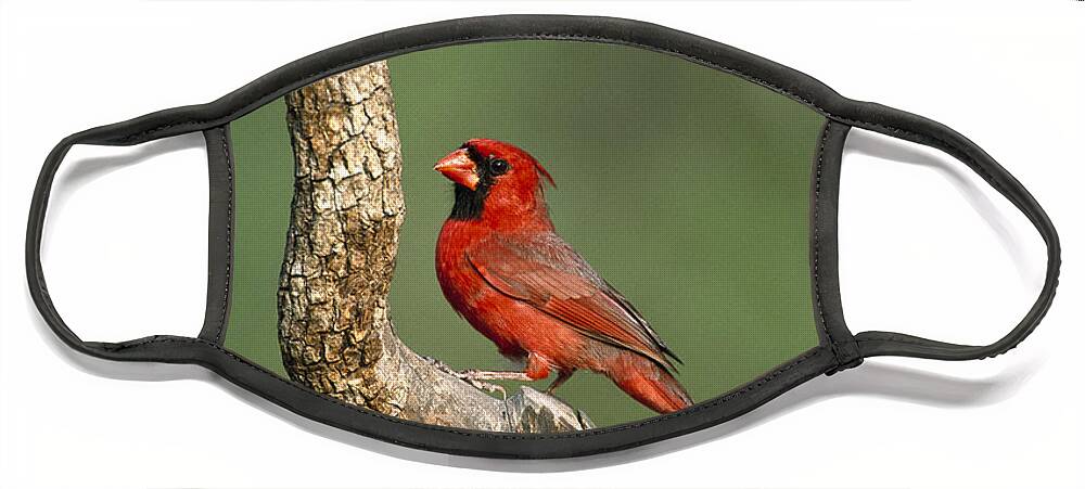 Feb0514 Face Mask featuring the photograph Northern Cardinal Male Texas by Tom Vezo