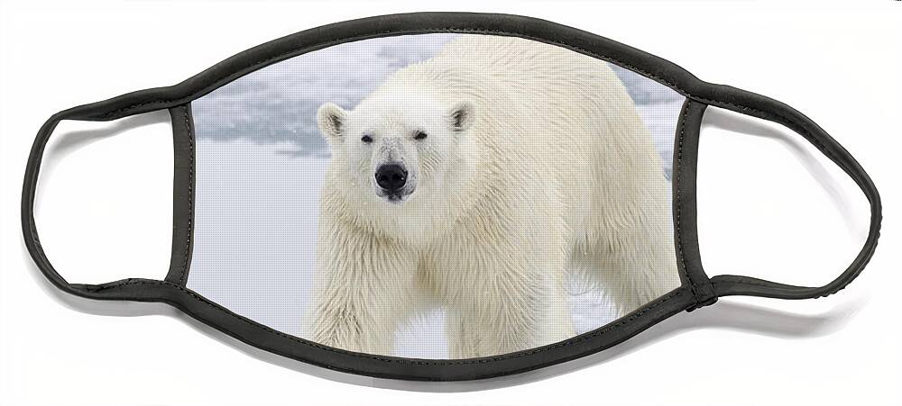 Flpa Face Mask featuring the photograph Polar Bear On Sea Ice Spitzbergen #1 by Dickie Duckett