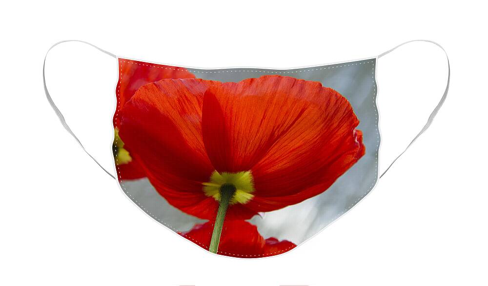 Poppy Face Mask featuring the photograph Poppy #1 by Chris Smith