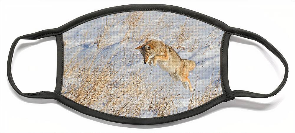 Coyote Face Mask featuring the photograph The High Jump by Jim Garrison