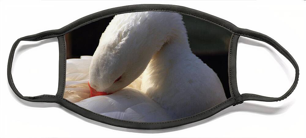 St James Lake Face Mask featuring the photograph Preening Goose by Jeremy Hayden