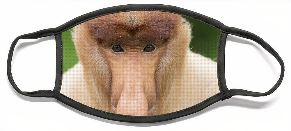 Suzi Eszterhas Face Mask featuring the photograph Proboscis Monkey Dominant Male Sabah by Suzi Eszterhas