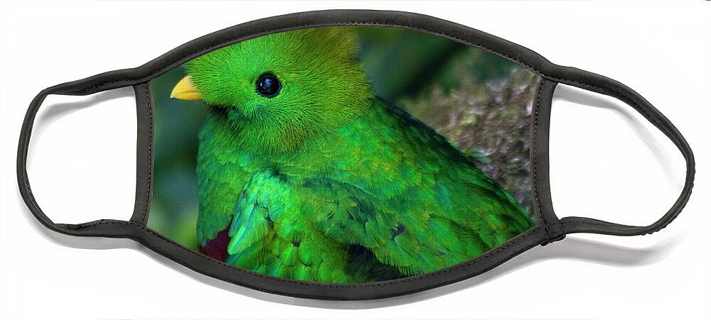 Bird Face Mask featuring the photograph Quetzal #3 by Heiko Koehrer-Wagner