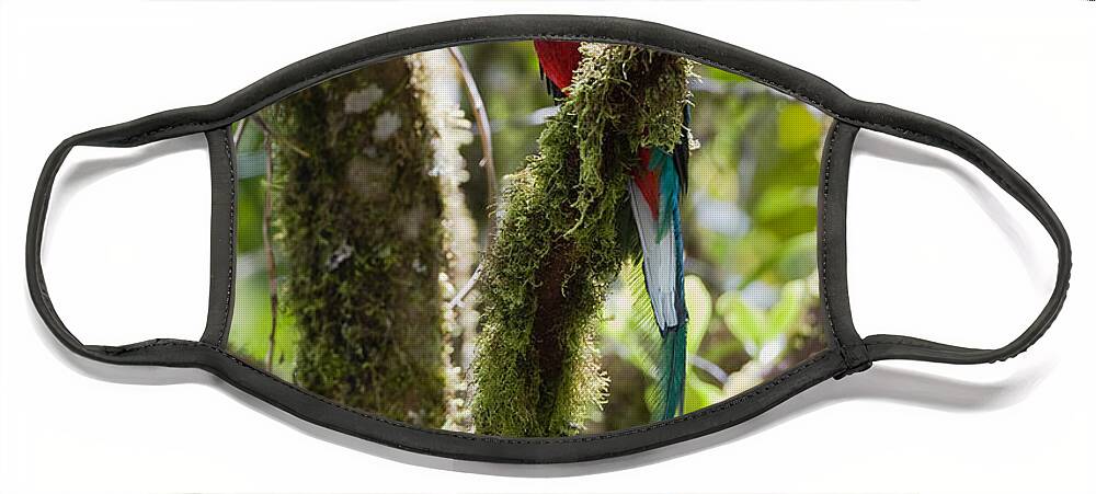 Feb0514 Face Mask featuring the photograph Resplendent Quetzal Male Costa Rica by Konrad Wothe