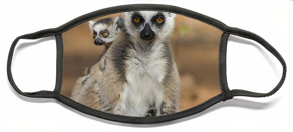 Feb0514 Face Mask featuring the photograph Ring-tailed Lemur And Baby Madagascar #1 by Suzi Eszterhas