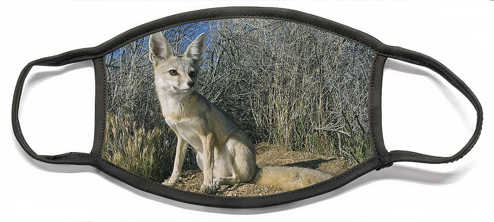 Feb0514 Face Mask featuring the photograph San Joaquin Kit Fox Carrizo Plain #1 by Kevin Schafer
