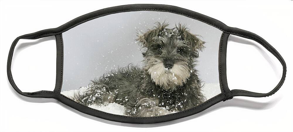 Dog Face Mask featuring the photograph Schnauzer Puppy In Snow #1 by John Daniels
