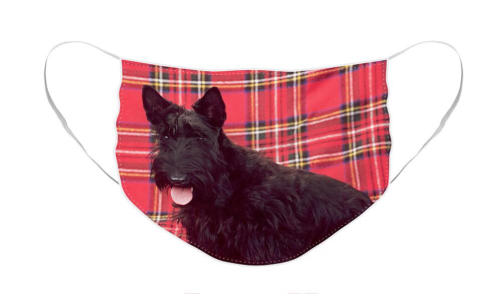Dog Face Mask featuring the photograph Scottish Terrier #1 by John Daniels