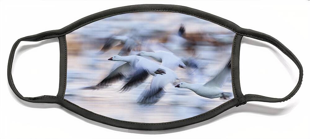 Feb0514 Face Mask featuring the photograph Snow Geeseflying Over Bosque Del Apache #1 by Konrad Wothe