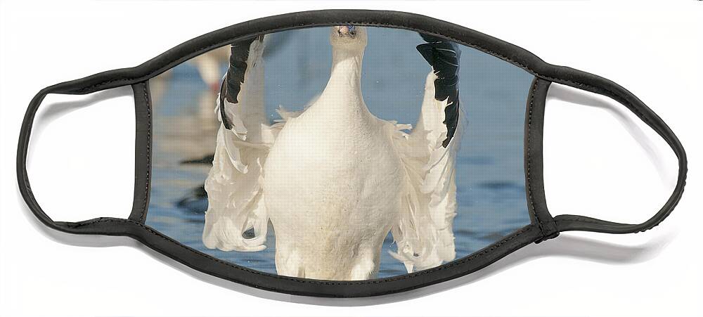 Feb0514 Face Mask featuring the photograph Snow Goose Flapping Skagit River #1 by Kevin Schafer