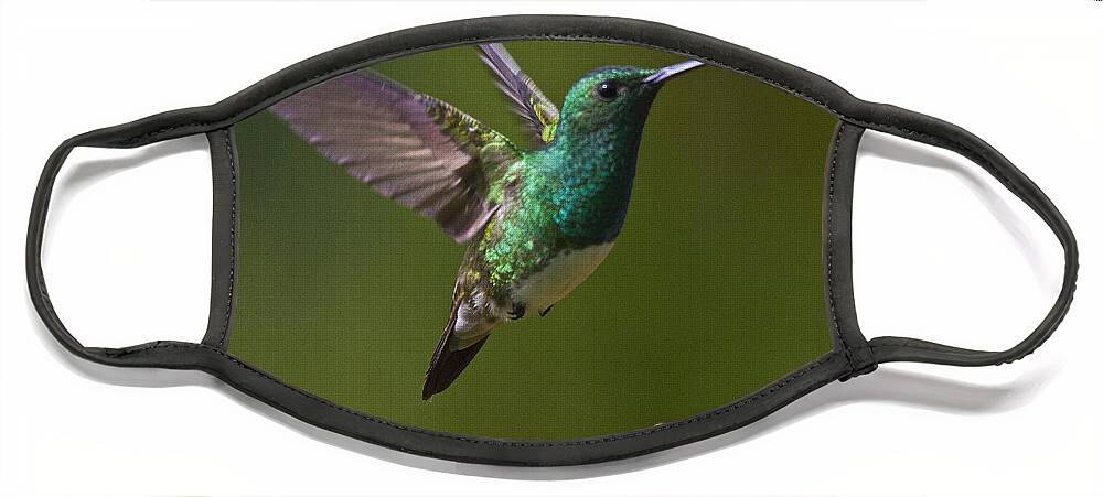 Bird Face Mask featuring the photograph Snowy-bellied Hummingbird by Heiko Koehrer-Wagner