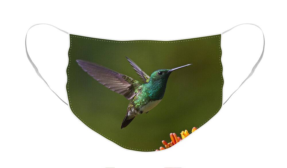 Bird Face Mask featuring the photograph Snowy-bellied Hummingbird by Heiko Koehrer-Wagner