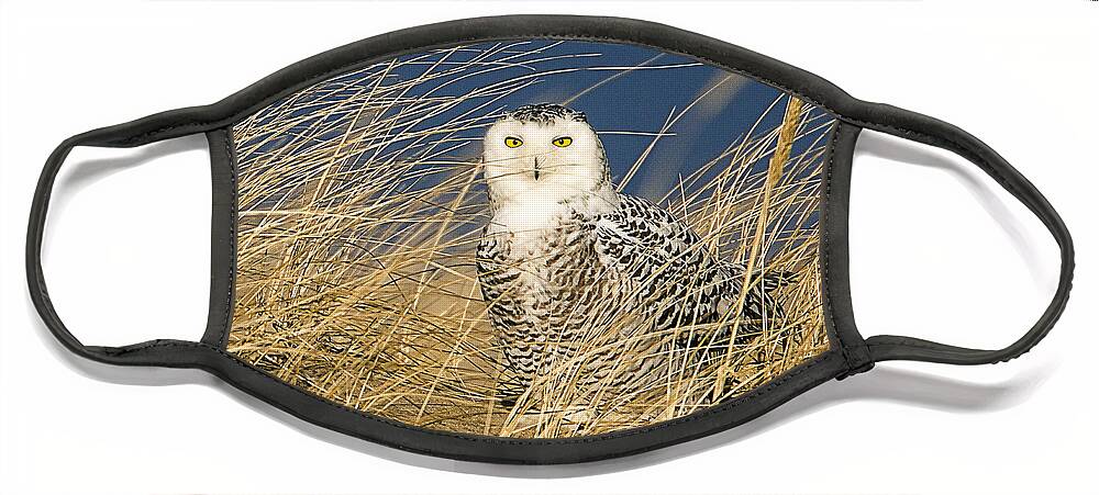Massachusetts Face Mask featuring the photograph Snowy Owl in the Dunes by John Vose