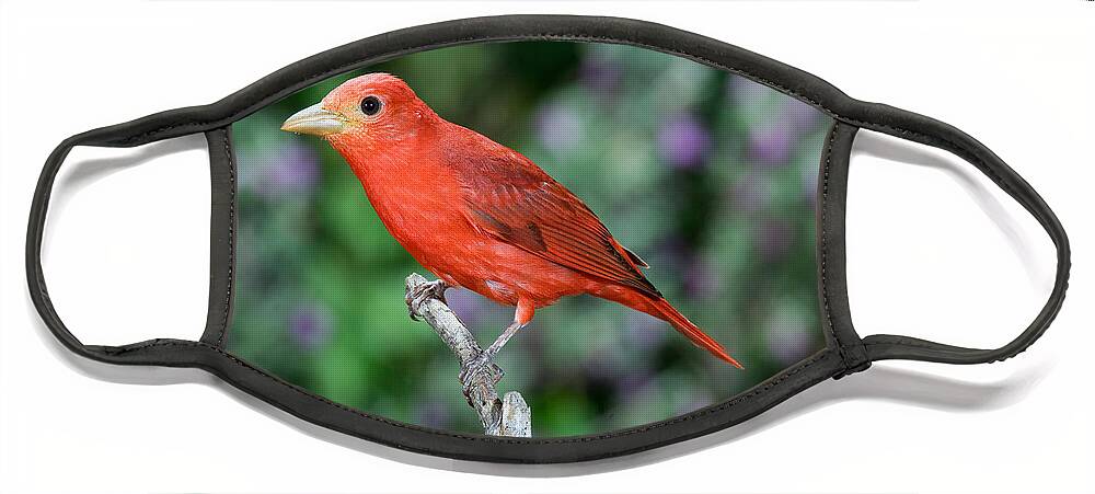 Summer Tanager Face Mask featuring the photograph Summer Tanager #1 by Anthony Mercieca