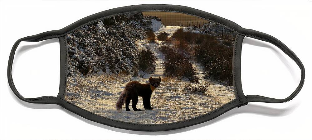 Pine Marten Face Mask featuring the photograph The Pine Marten's Path by Gavin MacRae