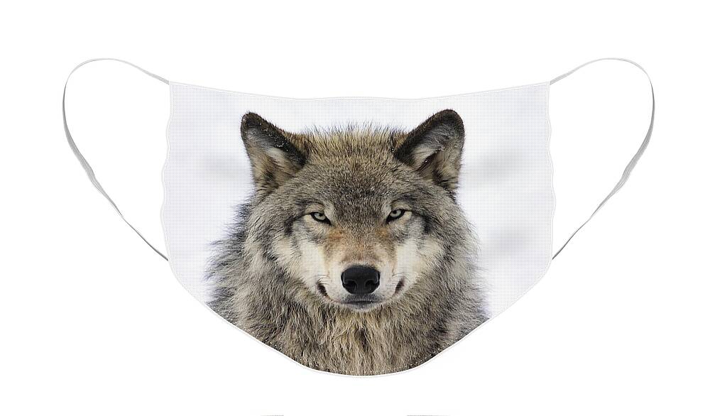 Wolf Face Mask featuring the photograph Timber Wolf Portrait by Tony Beck