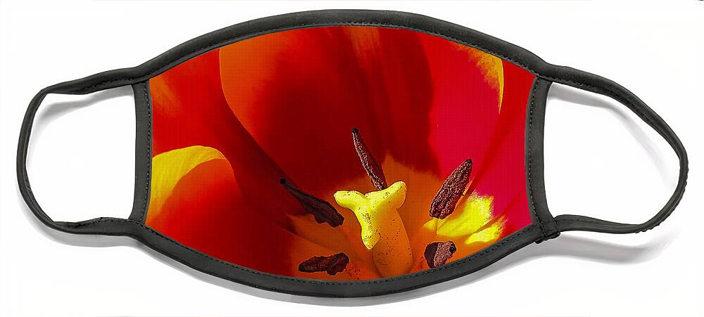 Flower Face Mask featuring the photograph Tulip #1 by Robert Mitchell