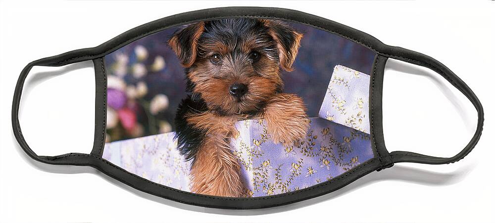 Animal Face Mask featuring the photograph Yorkshire Terrier Puppy by Alan and Sandy Carey
