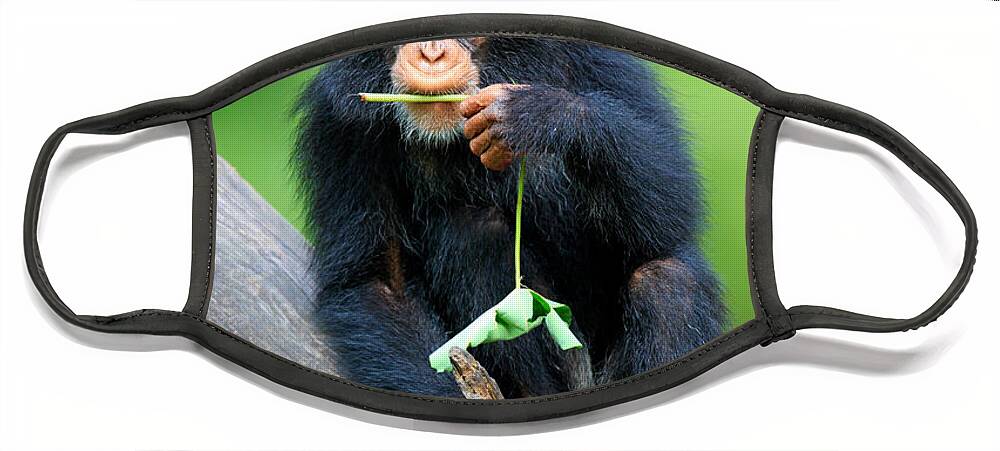 Chimpanzee Face Mask featuring the photograph Young Chimpanzee #1 by Sohns/Okapia