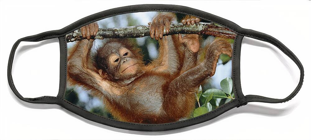 Orangutan Face Mask featuring the photograph Young Orangutan #1 by M. Watson